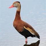 Whistling ​Duck​
