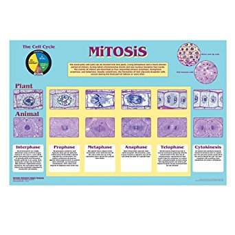 Amazon.com: Mitosis Poster: Industrial & Scientific