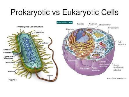 Are plant cells prokaryotic or eukaryotic? Why? - Quora