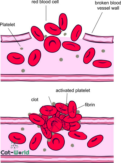Low Blood Platelets (thrombocytopenia) in Cats - Cat World