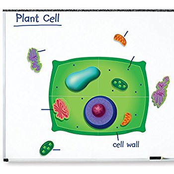 Amazon.com: Famemaster 4D-Science Animal Cell Anatomy ...