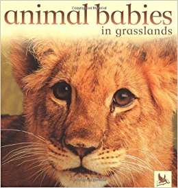 Animal Babies in Grasslands: Jennifer Schofield ...