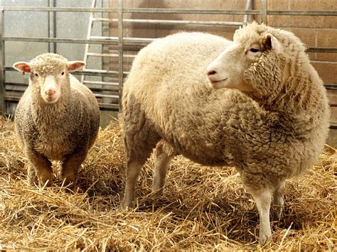 Where Dolly the cloned sheep is now - Business Insider