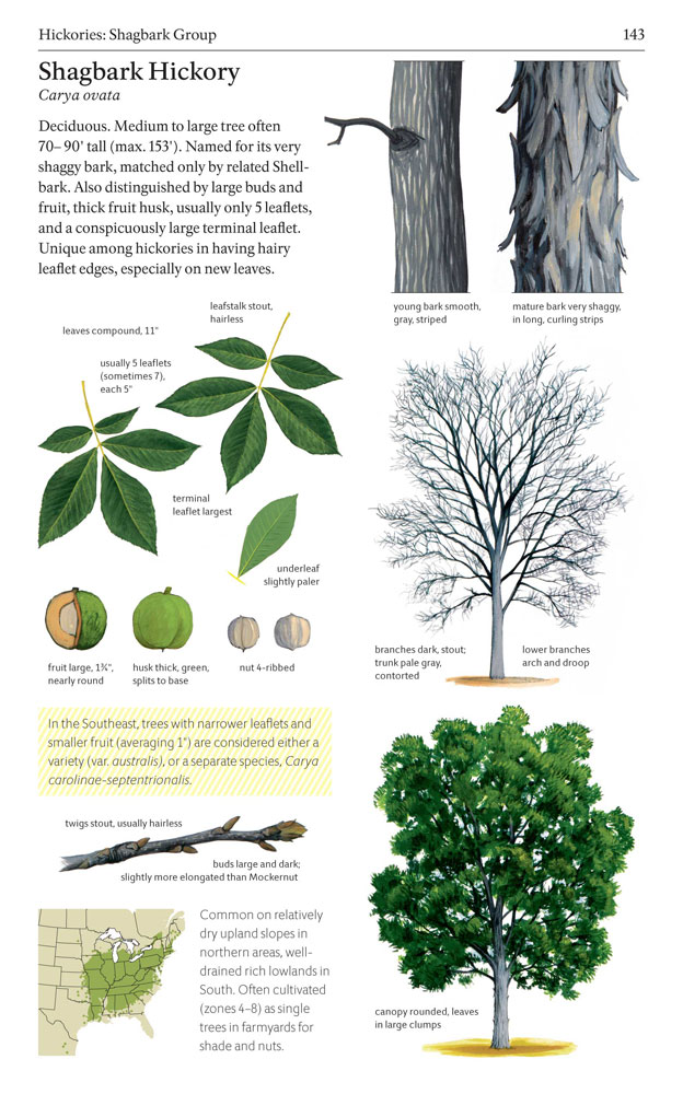 The Sibley Guide to Trees: David Allen Sibley ...