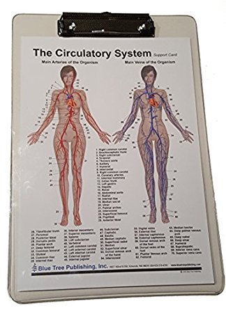 Circulatory System and Heart Dry Erase Clipboard two sided ...