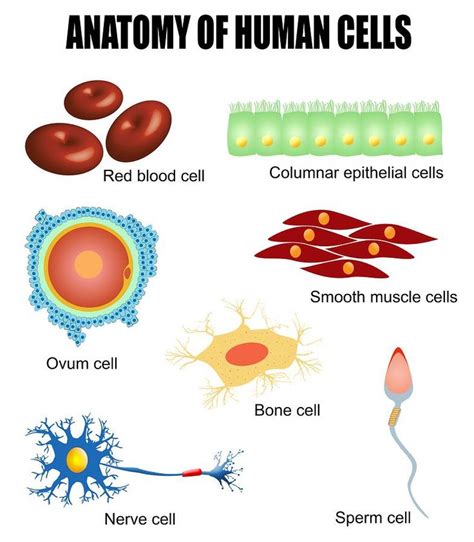 Human cells: different types of cells found in our body # ...