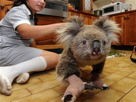 Koala | Fun Animals Wiki, Videos, Pictures, Stories