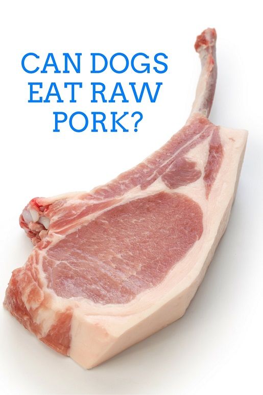 Can Dogs Eat Raw Pork? - ThatMutt.com: A Dog Blog
