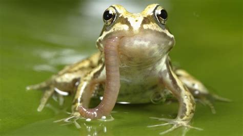 What do frogs eat? | Reference.com