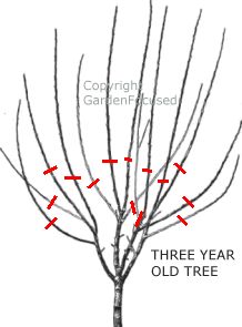 1000+ images about Plum tree on Pinterest | Plum tree ...