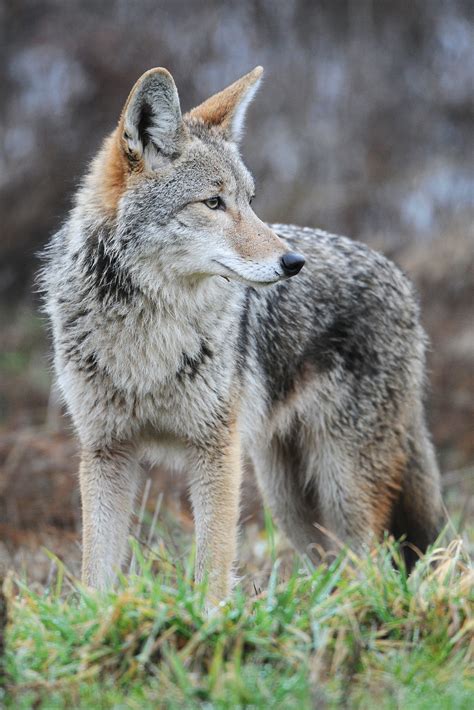 Canis latrans - Wikiwand