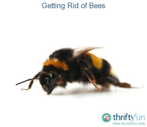 How To Get Rid Of Bumble Bees