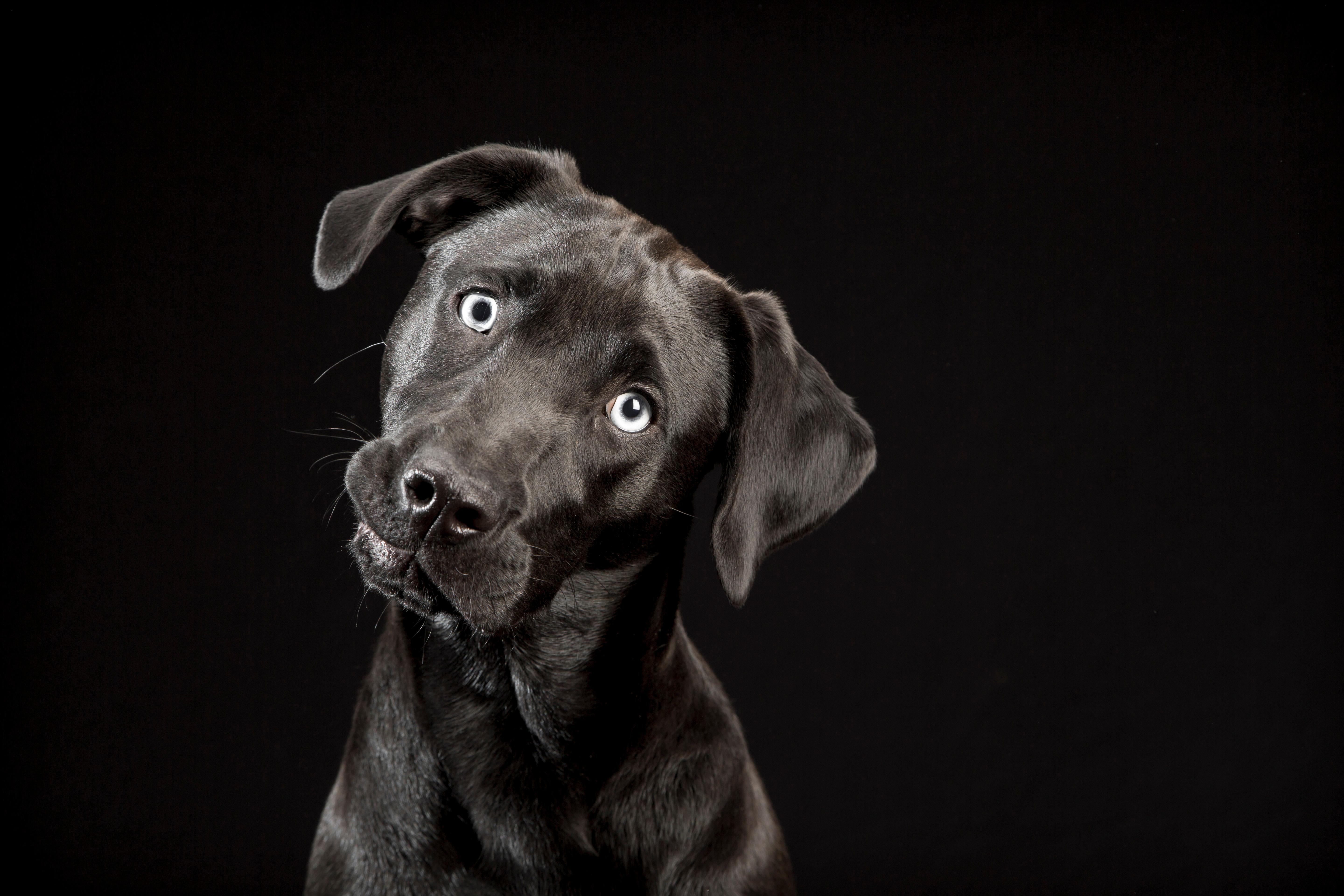 Amazon.com: The Black Dogs Project: Extraordinary Black ...