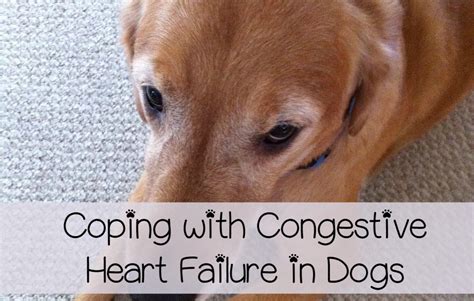 Congestive Heart Failure in Dogs - Care and Coping - DogVills