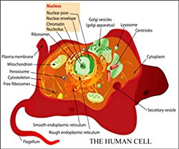 The Human Cell 2, Marvin French - Amazon.com