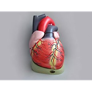 Human Heart Model - 4X Life Size Version