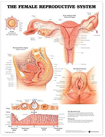 Amazon.com: The Female Reproductive System Anatomical ...