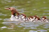 Typical ​Mergansers​