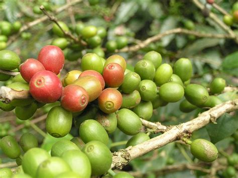 Types of Coffee Beans: Arabica and Robusta | Light in a ...