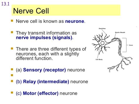 Related Keywords & Suggestions for nerve cell function