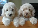 Labradoodle and Goldendoodle