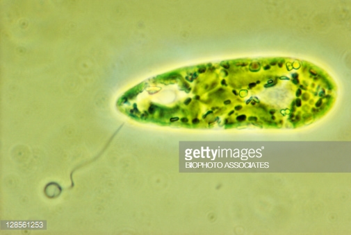 Euglena Flagellate Protozoan Light Micrograph Of The ...