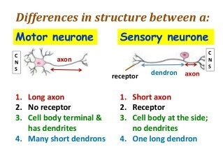 Neurology: What is the difference between sensory neuron ...