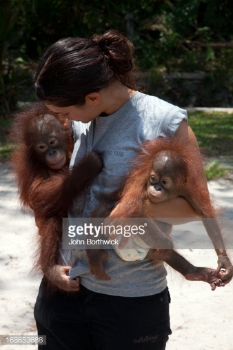 Volunteer Carer With Baby Orangutans Camp Leakey Stock ...