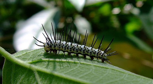 What do caterpillars eat – AnimalWhoop