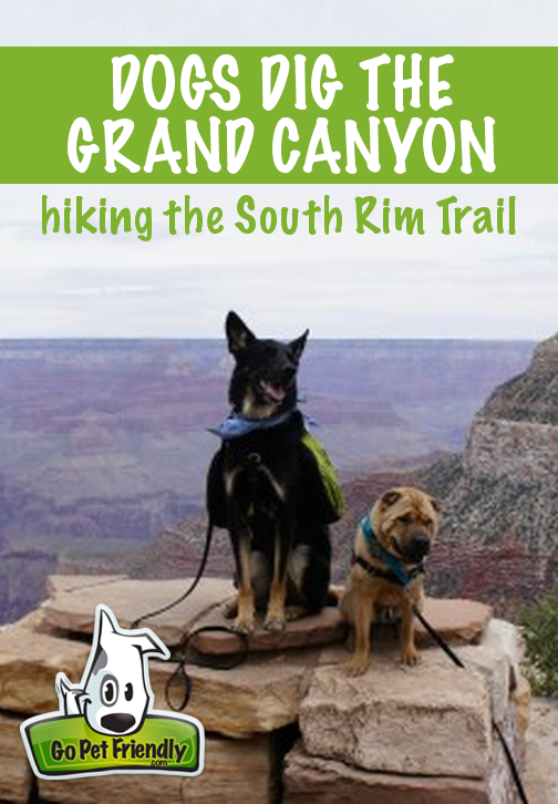 Taking Your Dog To The Grand Canyon | Take Paws - The ...
