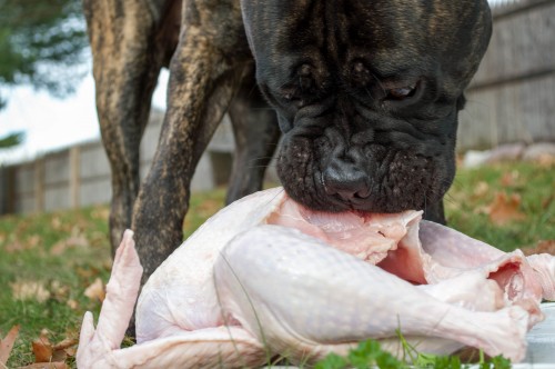 Thanksgiving Foods for Dogs: Facts & Myths - Primal Pooch