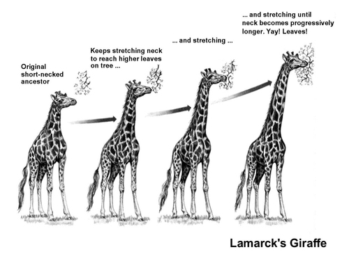 Lamarckian Evolution: The Laughing Stock’s Last Laugh ...