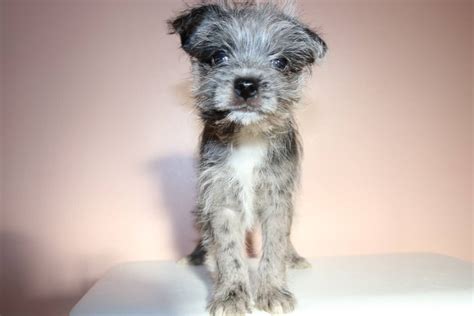 Merle Pomeranian X Schnauzer Male Puppy For Sale Nov 27th ...