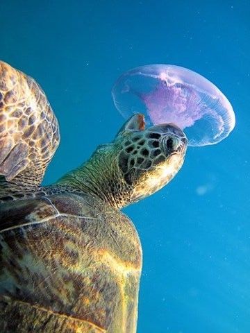 Sea turtle eating a jellyfish | TURTLES | Pinterest ...