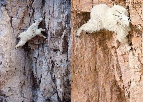What can we learn about rock climbing from mountain goats ...