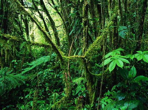 Imelda Mcconnell: rainforest wallpaper