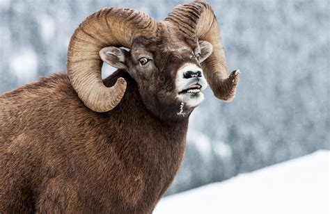 Species Recovery - Bighorn Sheep