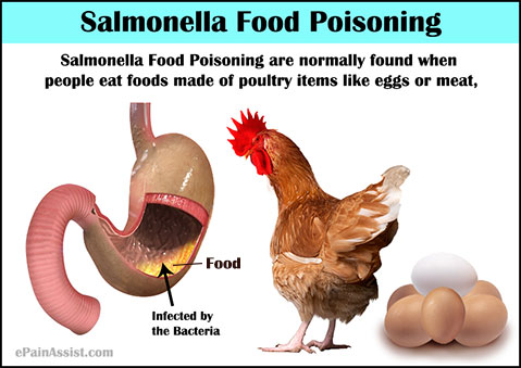 Salmonella Food Poisoning|Causes|Symptoms|Treatment ...