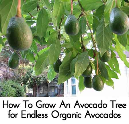 How To Grow An Avocado Tree for Endless Organic Avocados ...