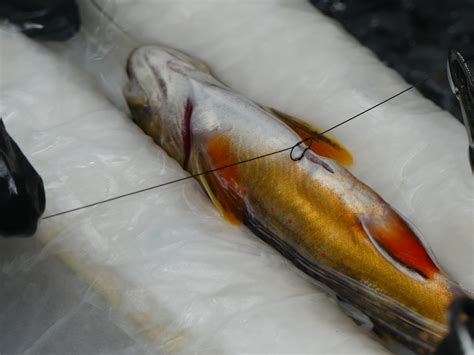 How far do brook trout move?