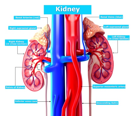 Anemia, Iron Deficiency linked to Chronic Kidney Disease