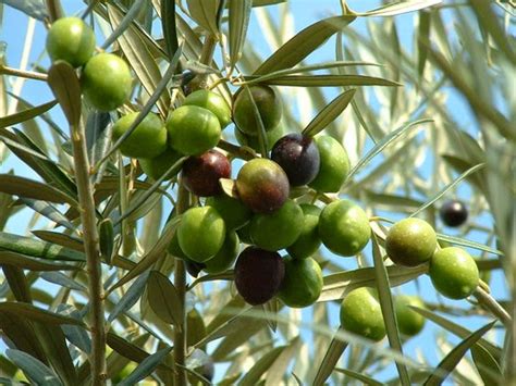 HOW TO GROW AN OLIVE TREE FROM SEED |The Garden of Eaden
