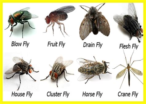 How To Get Rid Of Gnats - How To Get Rid Of Fruit Flies