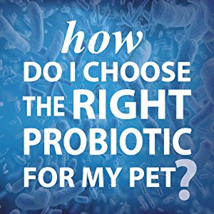 Amazon.com : Probiotic Miracle Dog Probiotics for Dogs (Up ...