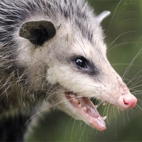 What are some fascinating characteristics of an opossum ...