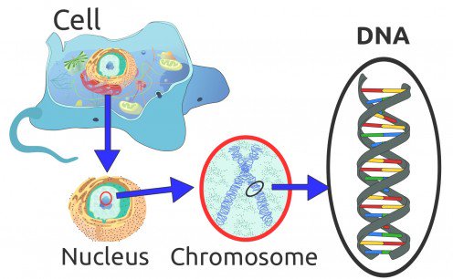Mitochondrial DNA and Disease - Genes Outside the Nucleus