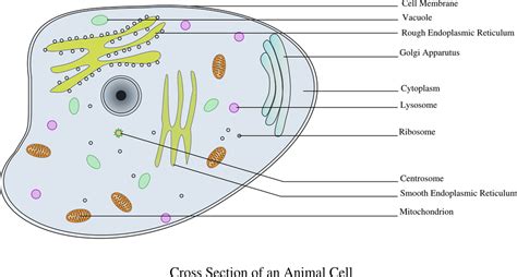 Free vector graphic: Cell, Information, Animal, Biology ...