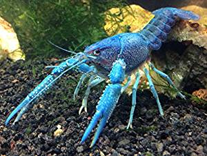 Amazon.com : 1 Live Electric Blue Crayfish/Freshwater ...