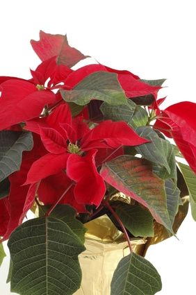 1000+ images about Add Holiday Cheer with Poinsettias on ...
