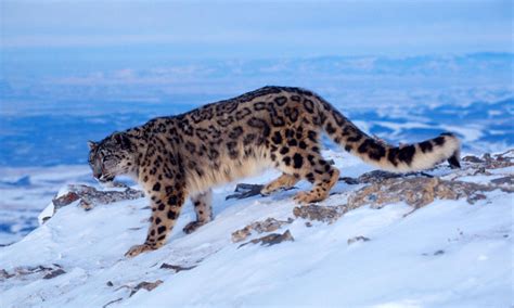 Protecting Snow Leopards in the Face of Climate Change ...